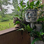 Whiskey is registered to the contest to win money with this photo: cat, tabby_cat, plant, potted_plant, rooster_pot, greenery, wooden_ledge, screen, window, outdoor_view, leaf, nature, pet, animal, curious, relaxed, indoor, hanging_plant, decorative_pot, daylight