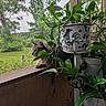 cat, tabby_cat, plant, potted_plant, rooster_pot, greenery, wooden_ledge, screen, window, outdoor_view, leaf, nature, pet, animal, curious, relaxed, indoor, hanging_plant, decorative_pot, daylight