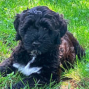 Ruby is registered to the contest to win money with this photo: puppy, dog, black_dog, curly_fur, white_patch, grass, outdoor, sunlight, pet, animal, nature, cute, lying_down, young_dog, canine, greenery, daylight, fur, portrait, relaxing