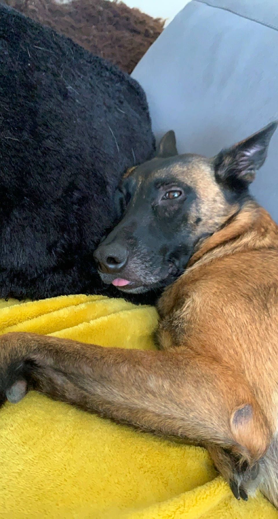 Olbys participe au concours pour gagner de l'argent avec cette photo : ancient_dog_breeds, biting, canidae, carnivore, claw, companion_dog, dog, dog_breed, dogo_sardesco, fawn, snout, terrestrial_animal, wildlife, working_animal, working_dog