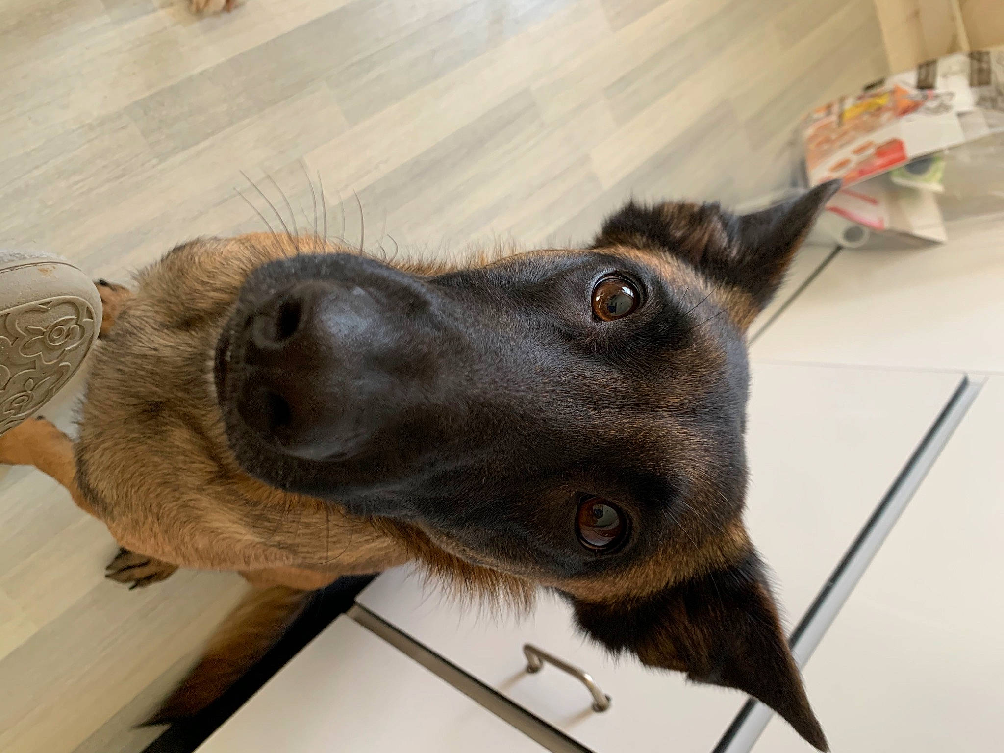 Olbys a rejoint le concours — aidez-le/la à gagner de superbes lots ! canidae, carnivore, claw, collar, companion_dog, dog, dog_breed, ear, fawn, flooring, foot, fur, hardwood, liver, pet_supply, snout, sporting_group, whiskers, wood, working_animal