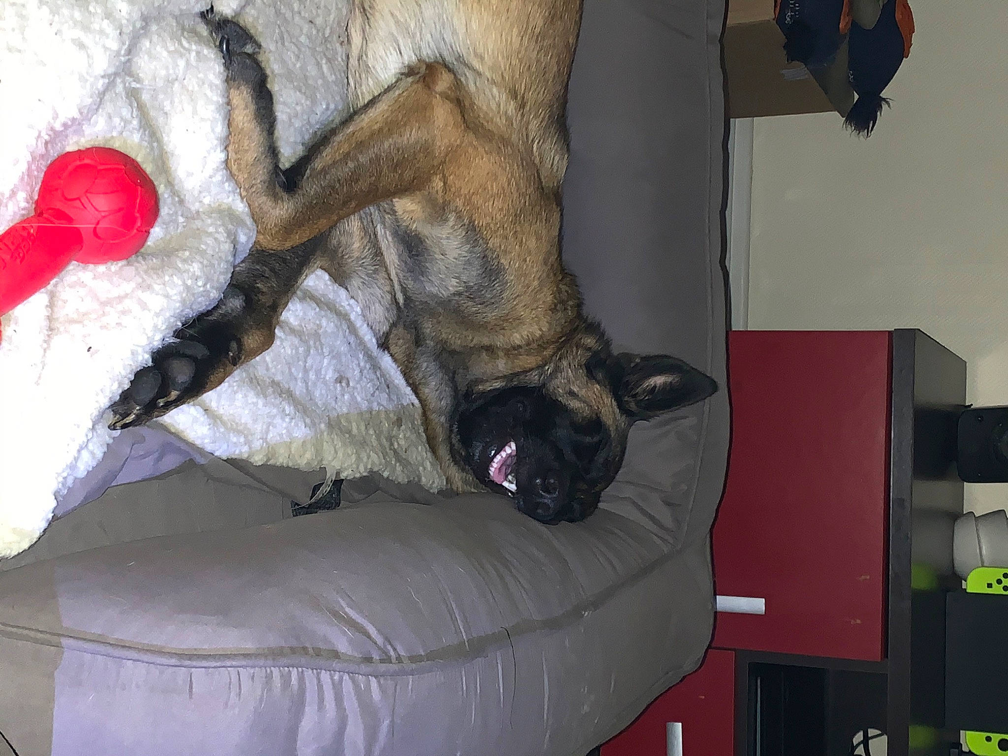 Olbys participe au concours pour gagner de l'argent avec cette photo : canidae, carmine, carnivore, claw, comfort, companion_dog, couch, dog, dog_breed, fawn, felidae, foot, fur, human_leg, room, snout, sporting_group, studio_couch, tail, working_animal