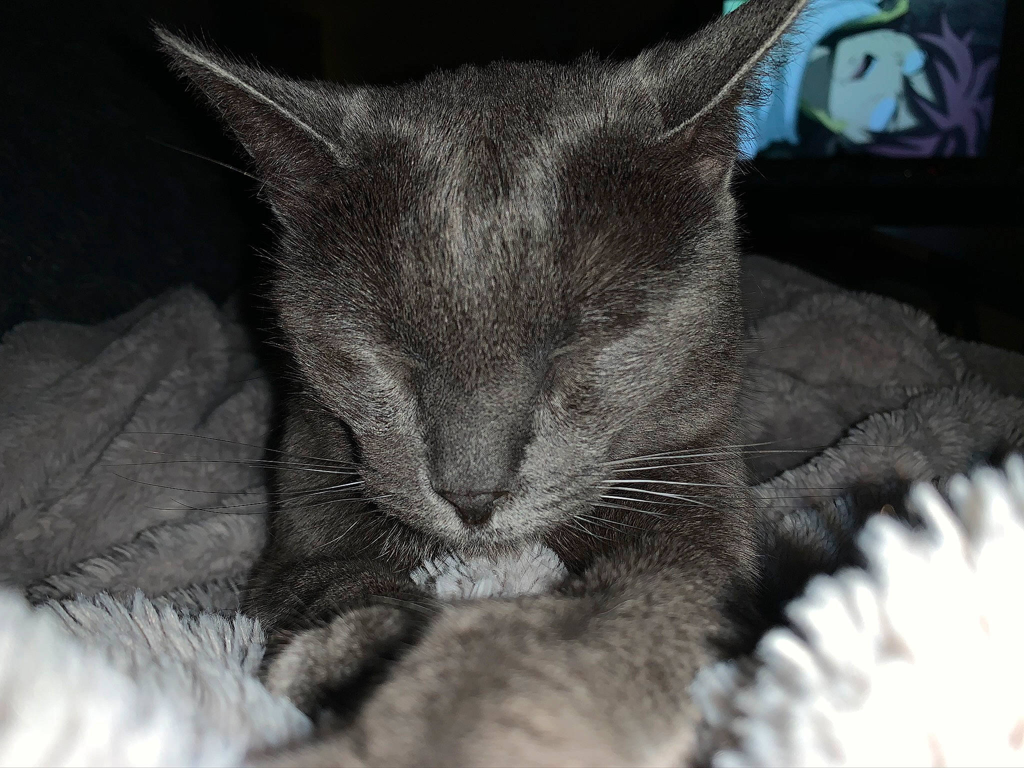 Minette a rejoint le concours — aidez-le/la à gagner de superbes lots ! black_cat, carnivore, cat, cat_bed, claw, comfort, domestic_short_haired_cat, ear, felidae, fur, grey, monochrome, monochrome_photography, nap, paw, sleep, small_to_medium_sized_cats, snout, whiskers