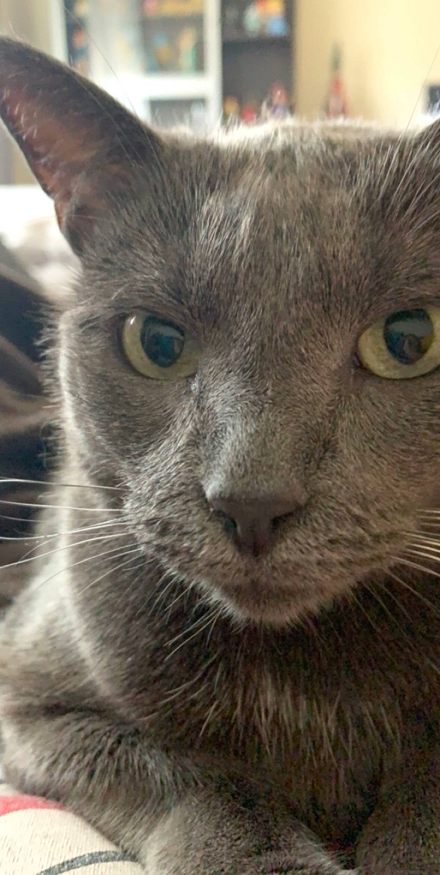 Minette participe au concours pour gagner de l'argent avec cette photo : carnivore, cat, chartreux, close_up, domestic_short_haired_cat, ear, eye, felidae, fur, grey, iris, russian_blue, small_to_medium_sized_cats, snout, terrestrial_animal, whiskers, wildlife