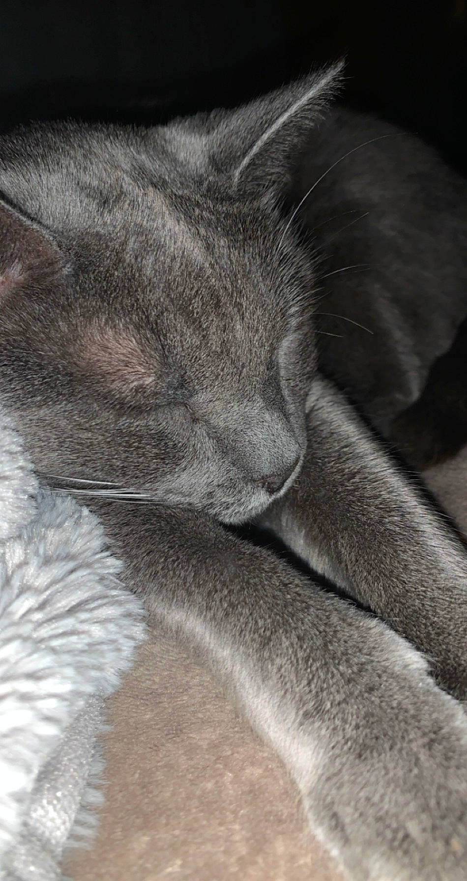 Minette participe au concours pour gagner de l'argent avec cette photo : carnivore, cat, claw, comfort, domestic_short_haired_cat, felidae, foot, fur, gesture, grey, human_leg, nap, paw, small_to_medium_sized_cats, snout, tail, terrestrial_animal, whiskers, wildlife, wrinkle