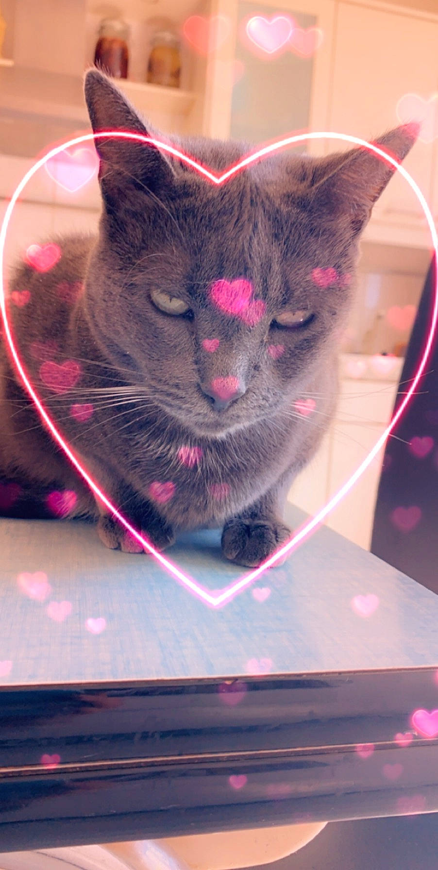 Minette a rejoint le concours — aidez-le/la à gagner de superbes lots ! box, carnivore, cat, domestic_short_haired_cat, electric_blue, event, felidae, fur, gadget, light, magenta, pink, purple, red, small_to_medium_sized_cats, snapshot, tail, technology, whiskers, window