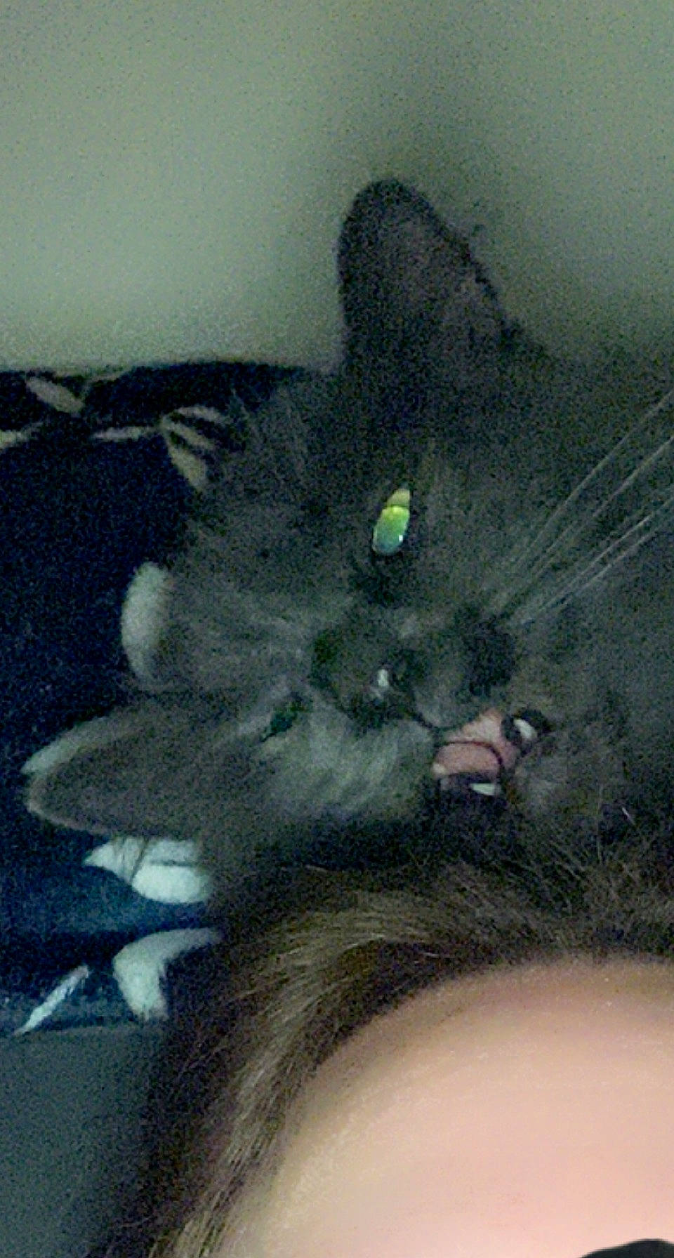 Nala a rejoint le concours — aidez-le/la à gagner de superbes lots ! carnivore, cat, ear, eye, felidae, gesture, grey, hair, head, iris, jaw, leg, nose, painting, plant, small_to_medium_sized_cats, snout, tail, whiskers, window