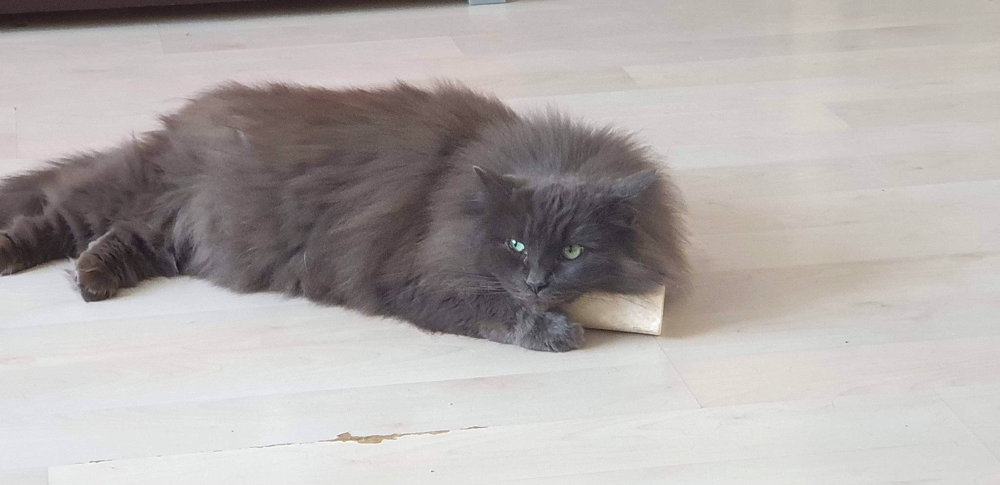 Nala participe au concours pour gagner de l'argent avec cette photo : british_longhair, carnivore, cat, claw, fawn, felidae, fur, grey, paw, persian, small_to_medium_sized_cats, snout, tail, terrestrial_animal, whiskers