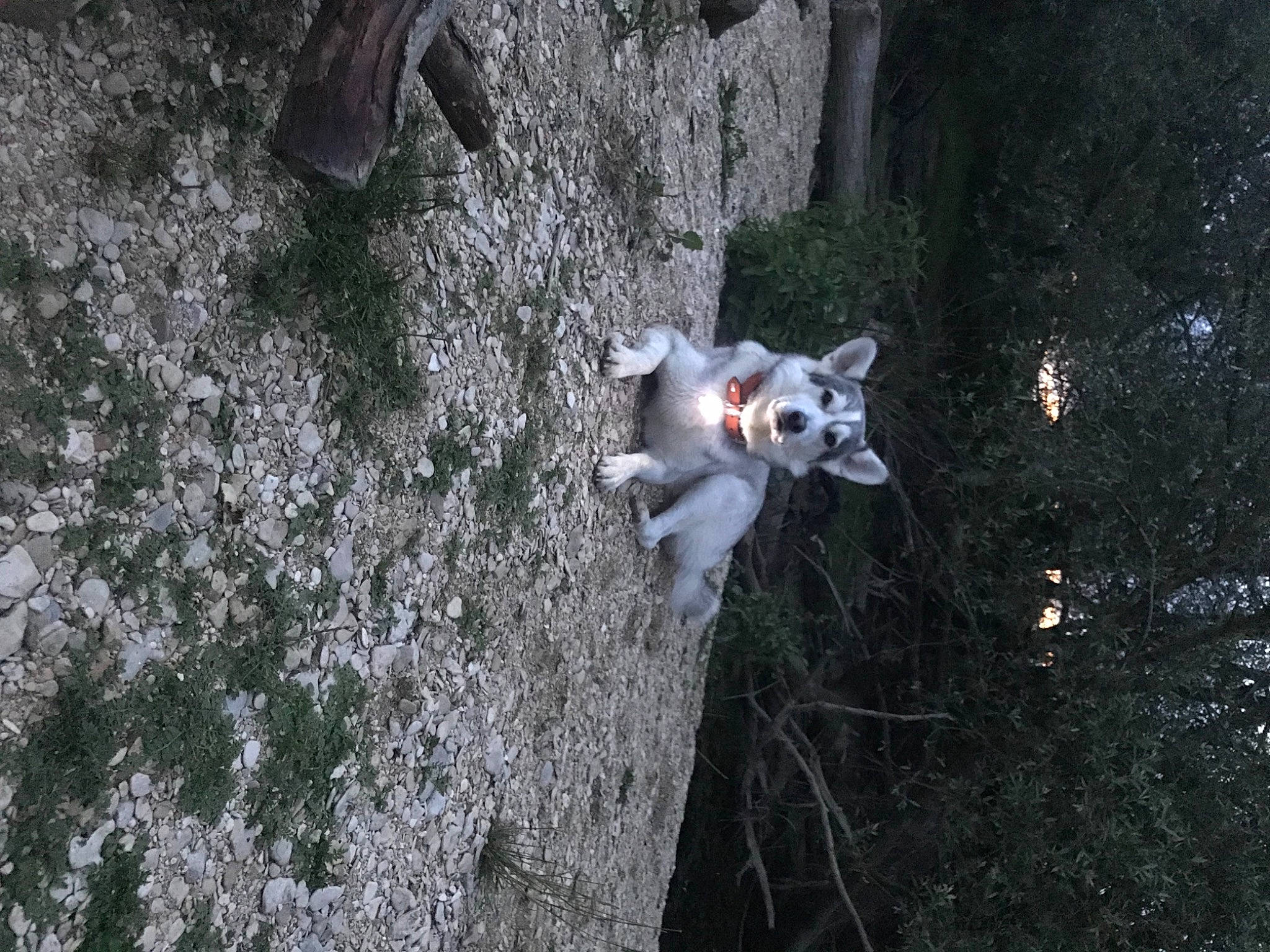 Flocky participe au concours pour gagner de l'argent avec cette photo : biome, carnivore, dog_breed, fawn, felidae, forest, fur, grass, grey, organism, plant, small_to_medium_sized_cats, snout, tail, terrestrial_animal, tree, trunk, twig, whiskers, wood