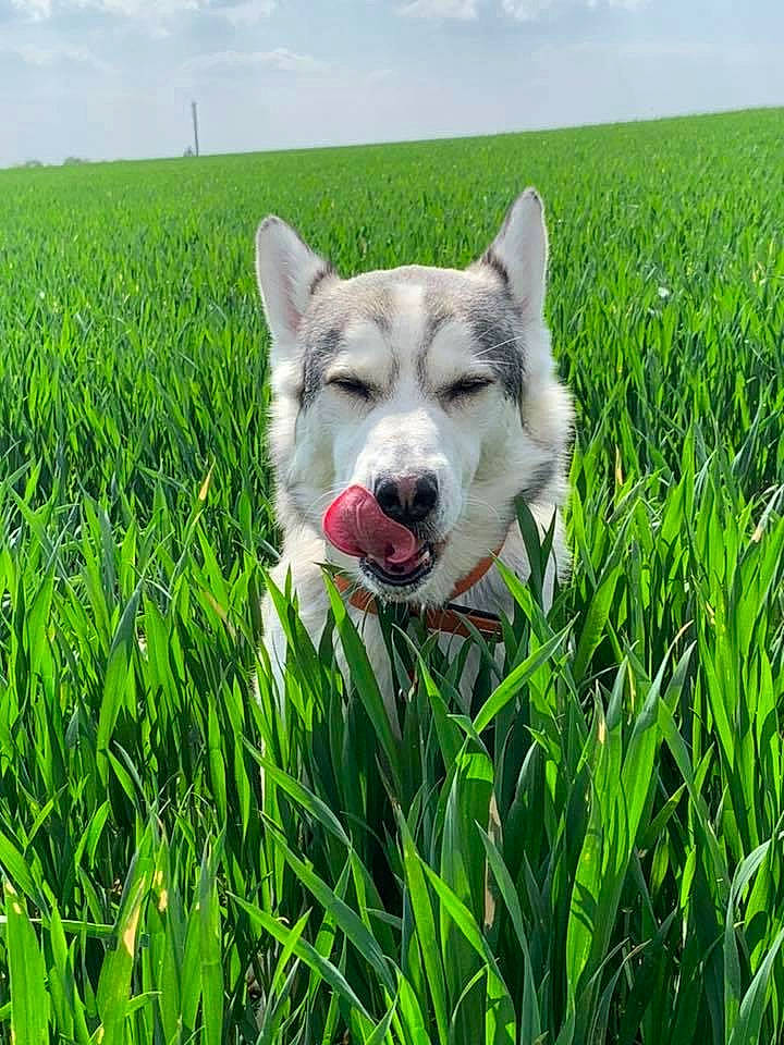 Flocky participe au concours pour gagner de l'argent avec cette photo : carnivore, cloud, companion_dog, dog, dog_breed, grass, grass_family, grassland, green, groundcover, meadow, natural_landscape, people_in_nature, plant, prairie, sky, snout, sporting_group, terrestrial_animal, working_animal