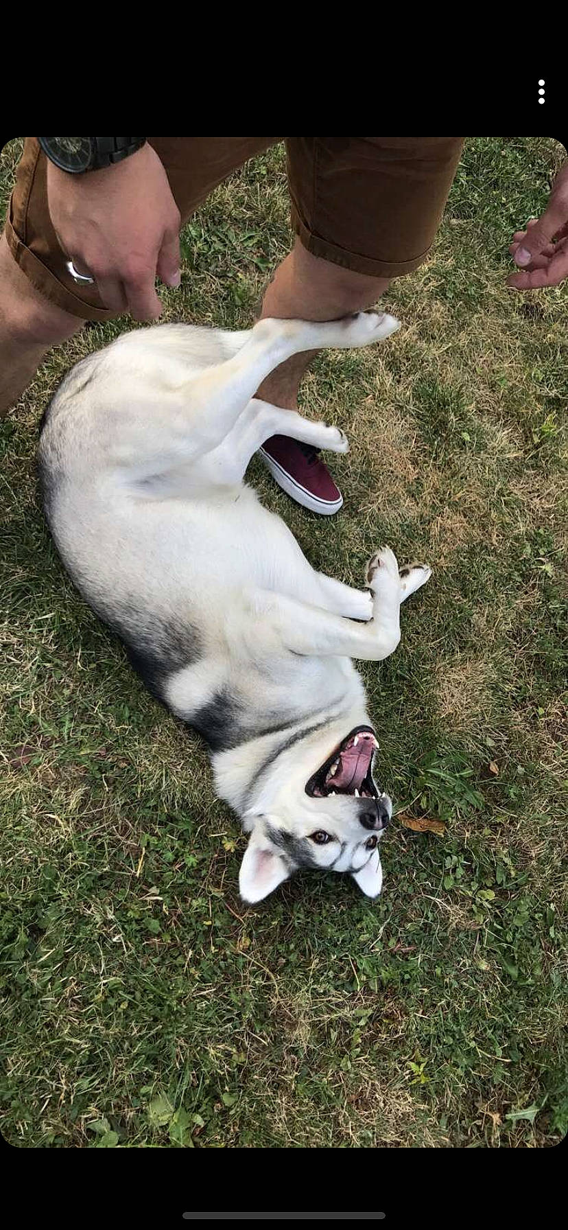 Flocky participe au concours pour gagner de l'argent avec cette photo : carnivore, collar, companion_dog, dog, dog_breed, dog_collar, grass, mammal, non_sporting_group, sporting_group, tail, vertebrate, working_animal, wrist