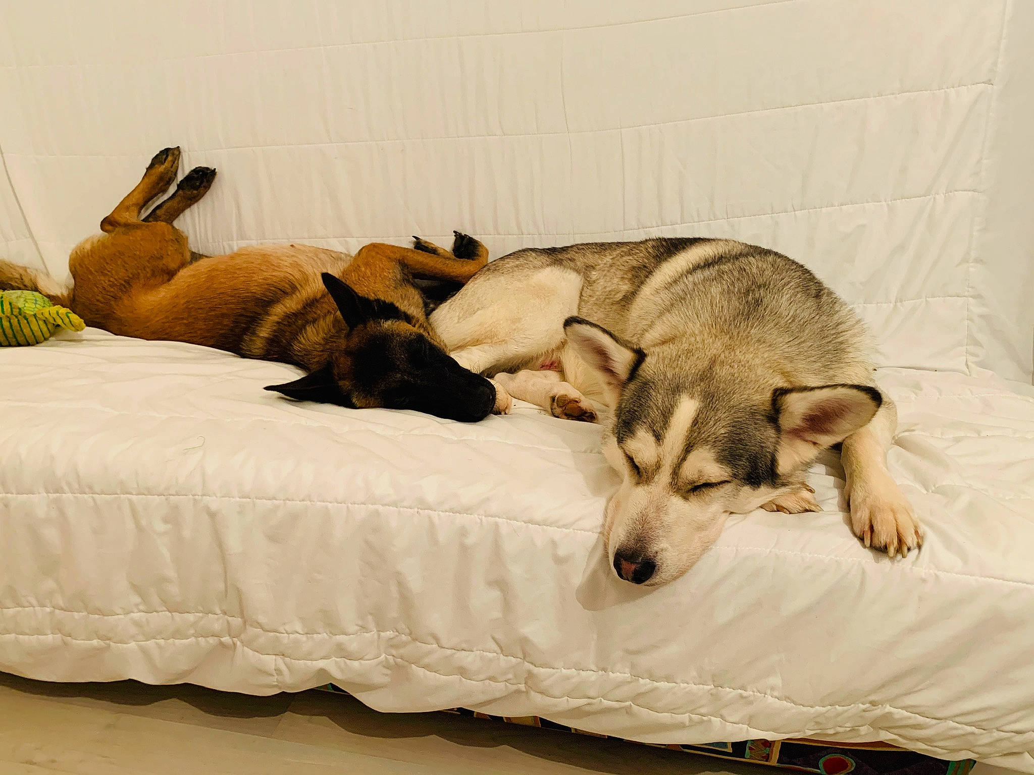 Flocky a rejoint le concours — aidez-le/la à gagner de superbes lots ! bedding, canidae, carnivore, comfort, companion_dog, dog, dog_breed, fawn, fur, linens, mammal, sighthound, small_to_medium_sized_cats, sporting_group, tail, terrestrial_animal, toy, vertebrate, wood, working_animal