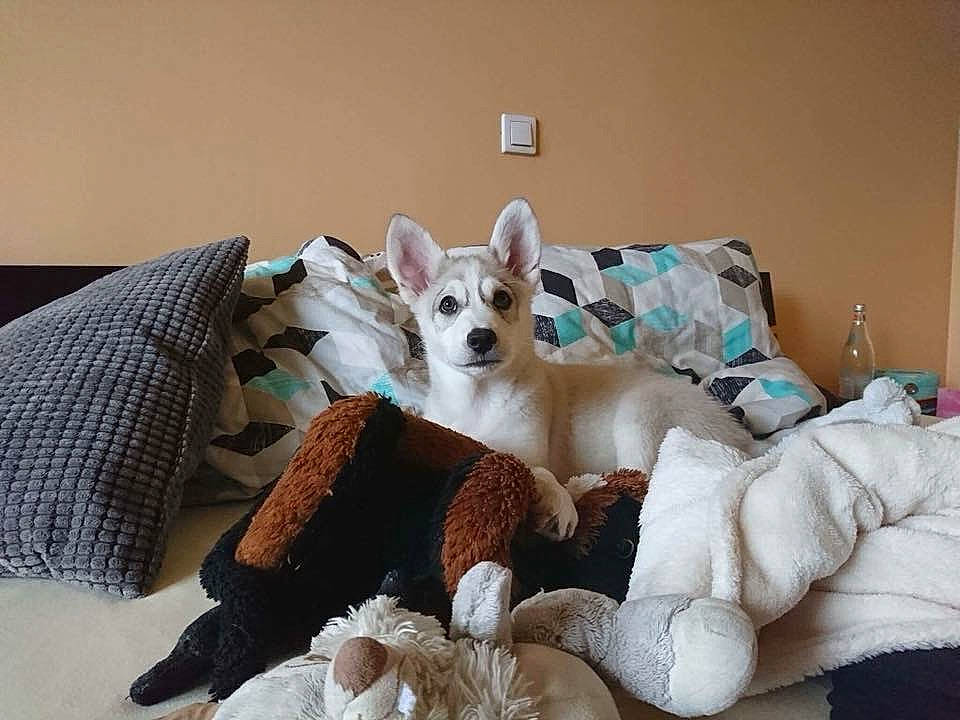 Flocky participe au concours pour gagner de l'argent avec cette photo : carnivore, comfort, companion_dog, couch, dog, dog_breed, dog_supply, fawn, felidae, flooring, linens, living_room, pillow, small_to_medium_sized_cats, sporting_group, stuffed_toy, tail, textile, toy, whiskers
