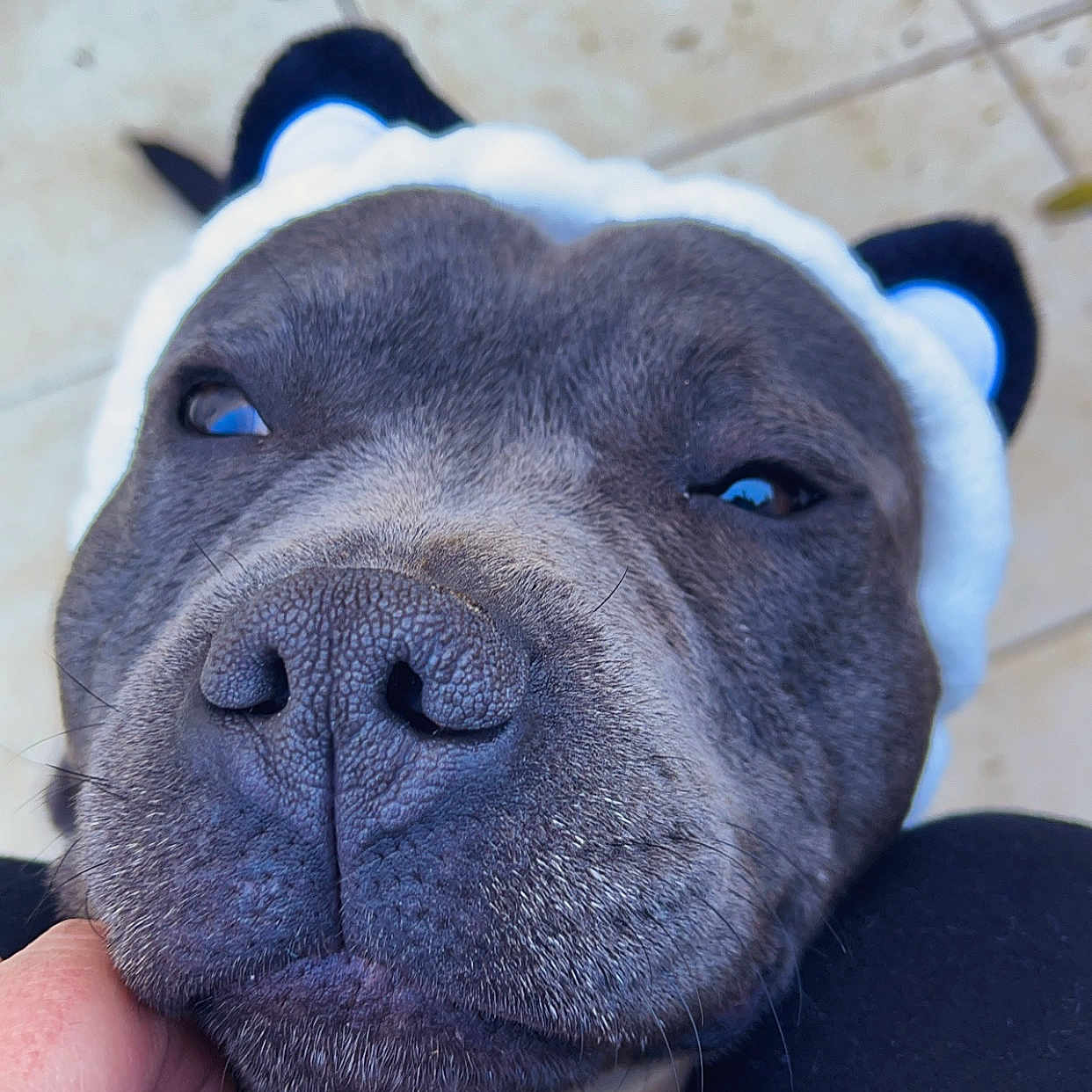 Thanos a rejoint le concours — aidez-le/la à gagner de superbes lots ! animal, close_up, content, cute, dog, domestic_animal, ears, face, fur, gray, hand, happy, headband, nail, outdoor, pet, portrait, scratching, snout, tile_floor
