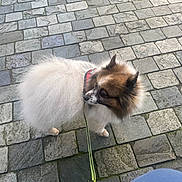 Léon a rejoint le concours — aidez-le/la à gagner de superbes lots ! animal, brown_fur, canine, cobblestone, collar, companion, curious, daylight, dog, fluffy, fur, leash, outdoor, pavement, person_leg, pet, side_view, small_dog, walking, white_fur