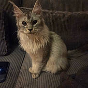 Machouille participe au concours pour gagner de l'argent avec cette photo : animal, cat, couch, cozy, cute, domestic, ears, fluffy, fur, furniture, gray, home, indoor, looking, maine_coon, pet, portrait, sitting, tail, whiskers