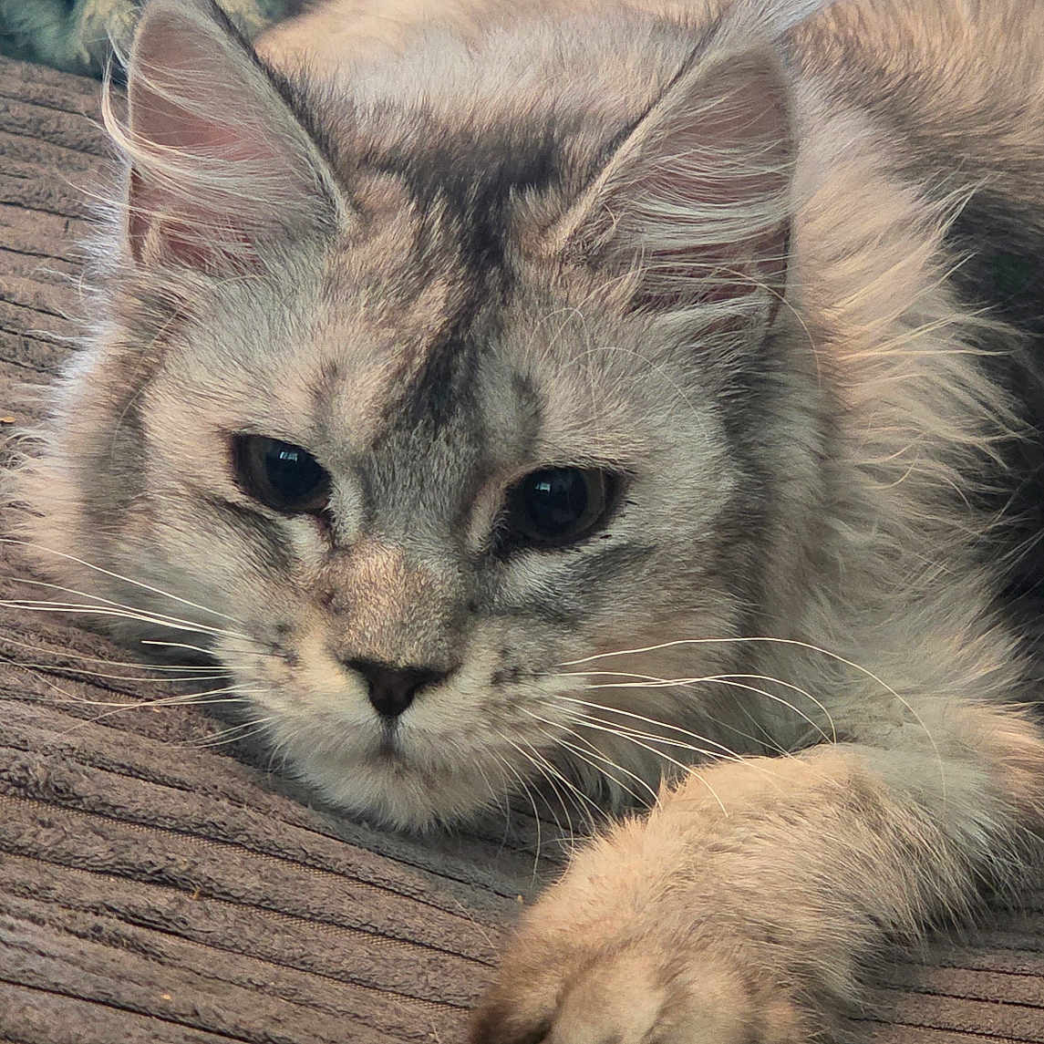 Machouille a rejoint le concours — aidez-le/la à gagner de superbes lots ! animal, blanket, cat, closeup, cozy, cute, ears, feline, fluffy, fur, indoor, paw, pet, portrait, relaxed, resting, sleepy, soft, texture, whiskers