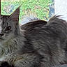 Machouille participe au concours pour gagner de l'argent avec cette photo : animal, cat, closeup, curious, ears, feline, fluffy, fur, greenery, indoor, long_hair, mammal, natural_light, outdoor, pet, portrait, relaxed, sitting, whiskers, window_sill