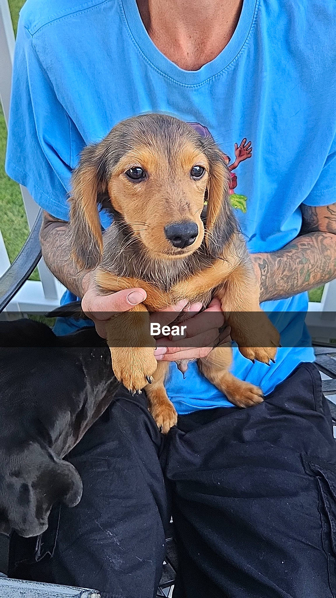 Bear joined the competition — help win amazing prizes! canidae, carnivore, companion_dog, dog, dog_breed, fawn, fur, livestock, sitting, sleeve, sporting_group, t_shirt, working_animal