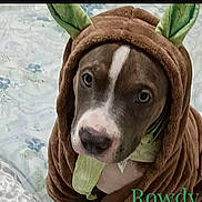 Rowdy joined the competition — help win amazing prizes! dog, costume, pet, portrait, close_up, brown_dog, white_markings, green_leaves, hood, floral_bedding, indoor, bed, cute, funny, adorable, animal, canine, looking_at_camera, brown_fur, playful