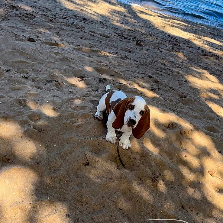 Yogi