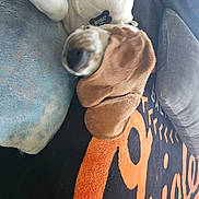 Yogi joined the competition — help win amazing prizes! comfort, denim, electric_blue, eyewear, fashion_accessory, font, fur, gesture, glove, human_leg, linens, nail, pattern, peach, personal_protective_equipment, sleeve, sportswear, textile, wood, wrist