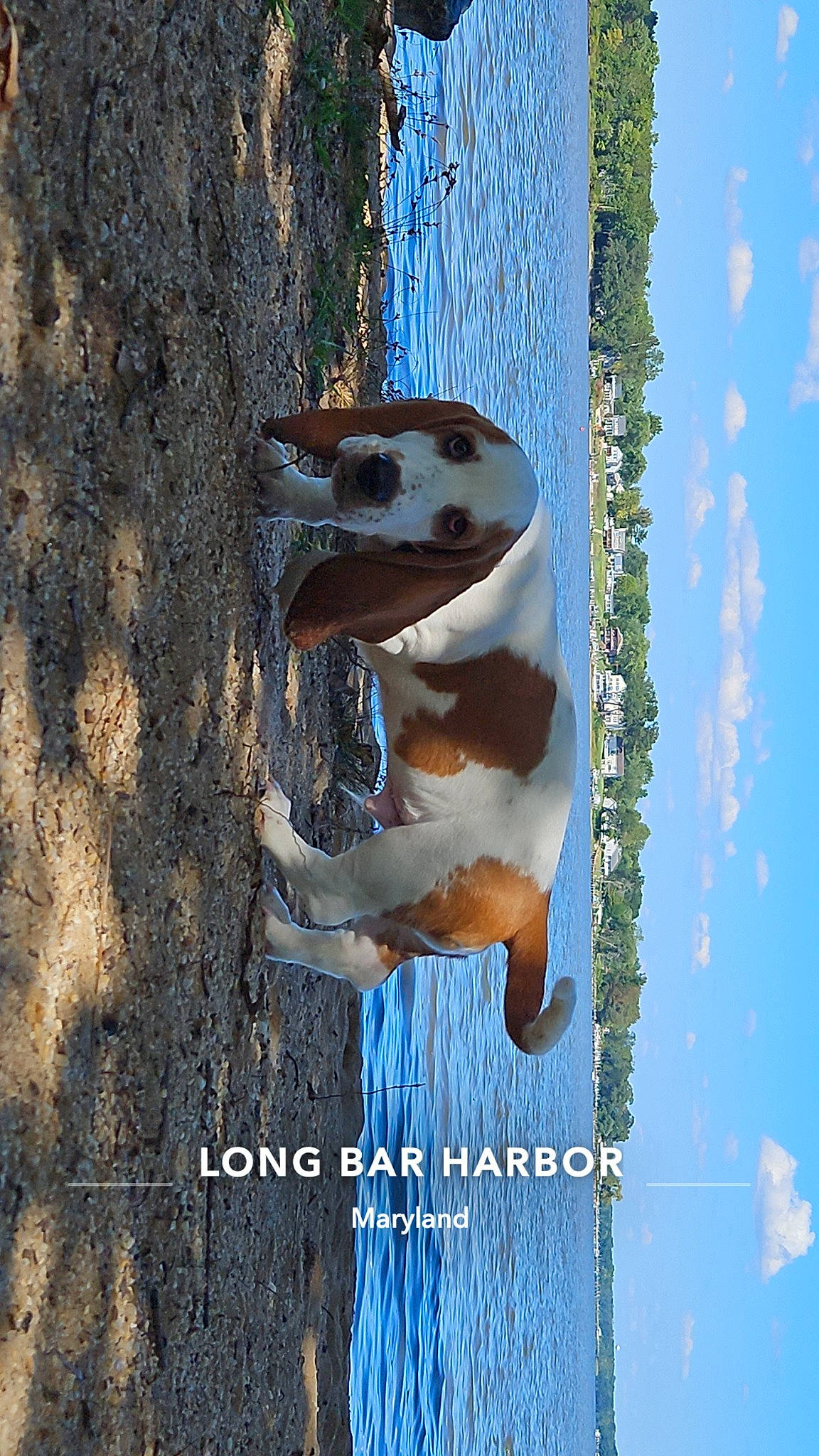 Yogi is registered to the contest to win money with this photo: adaptation, blue, carnivore, cloud, companion_dog, dog, dog_breed, font, happy, leisure, people_in_nature, photo_caption, plant, reflection, sky, tail, tree, trunk, water, wood
