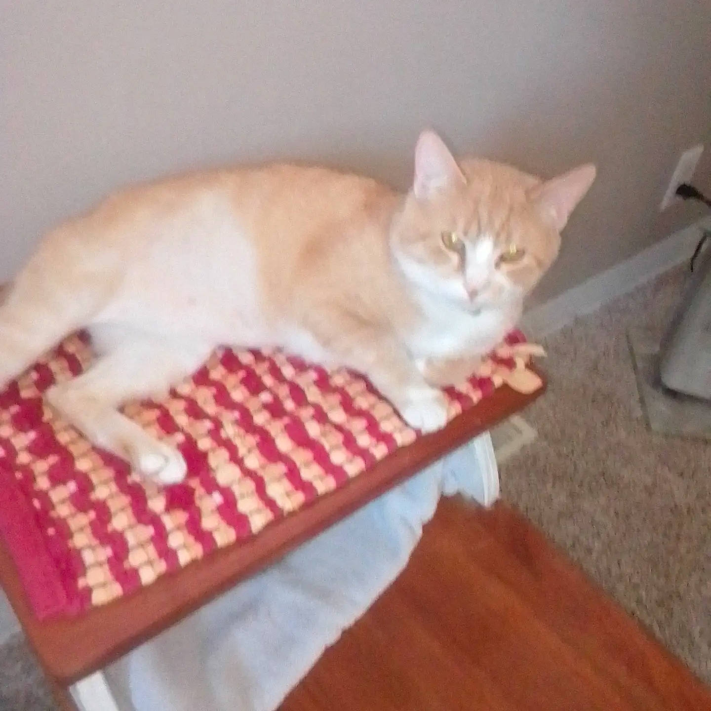 Toby is registered to the contest to win money with this photo: bed, carnivore, cat, comfort, domestic_short_haired_cat, fawn, felidae, floor, flooring, fur, hardwood, pattern, paw, pet_supply, small_to_medium_sized_cats, tail, varnish, whiskers, wood, wood_stain