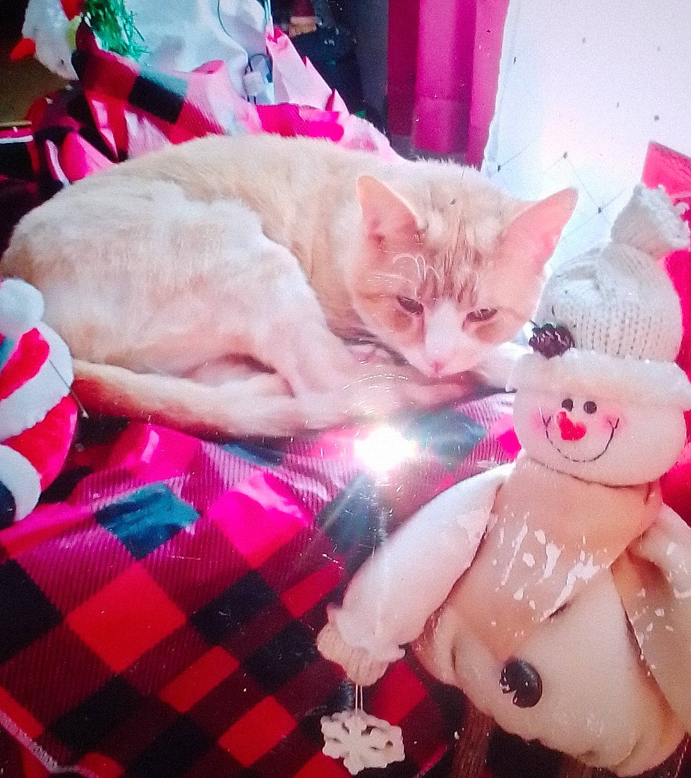 Toby is registered to the contest to win money with this photo: carnivore, cat, comfort, domestic_short_haired_cat, fawn, felidae, fur, human_leg, lap, magenta, nail, pattern, pink, plaid, selfie, small_to_medium_sized_cats, tail, tartan, textile, whiskers