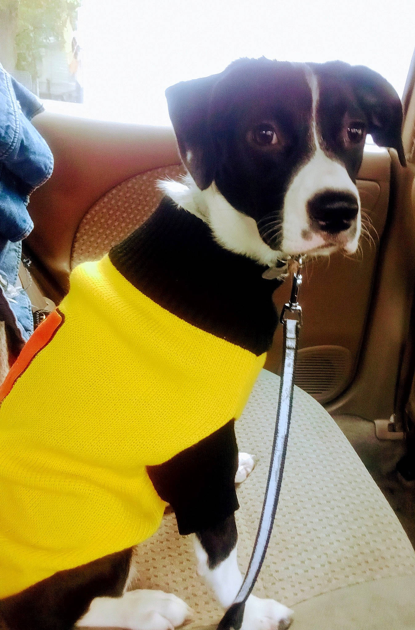 Ellie Mae joined the competition — help win amazing prizes! auto_part, canidae, car_seat_cover, carnivore, collar, companion_dog, dog, dog_breed, dog_collar, dog_supply, eyewear, fawn, fur, leash, personal_protective_equipment, snout, sporting_group, vehicle, vehicle_door, working_animal