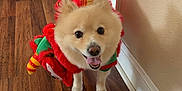 Mango is registered to the contest to win money with this photo: animal, costume, cute, dog, domestic_animal, festive, fur, green, happy, holiday, indoor, pet, pomeranian, red, small_dog, smiling, standing, tail, tongue_out, wooden_floor
