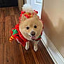 animal, costume, cute, dog, domestic_animal, festive, fur, green, happy, holiday, indoor, pet, pomeranian, red, small_dog, smiling, standing, tail, tongue_out, wooden_floor