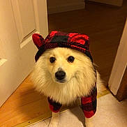 Mango joined the competition — help win amazing prizes! animal, black, canine, checkered, clothing, costume, cute, dog, doorway, ears, floor, fluffy, fur, hoodie, indoor, pet, portrait, red, tile, waiting