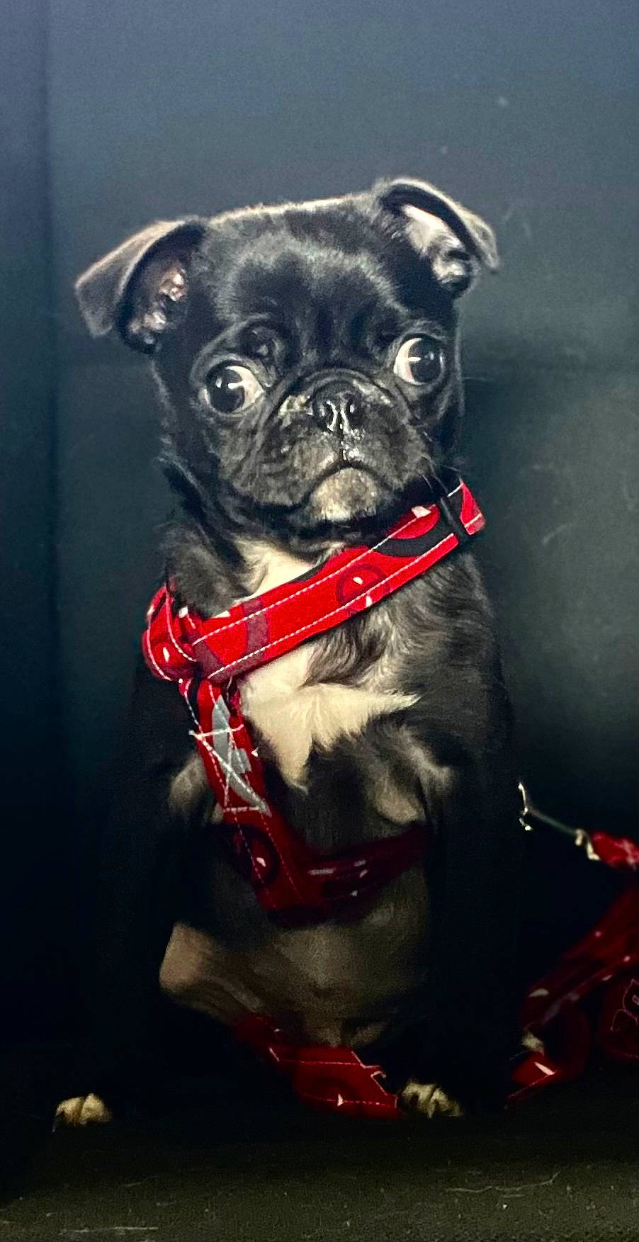 Odis is registered to the contest to win money with this photo: canidae, carnivore, collar, companion_dog, dog, dog_breed, dog_collar, dog_supply, fashion_accessory, fawn, fur, leash, pet_supply, pug, reflex_camera, snout, sporting_group, toy_dog, whiskers, working_animal