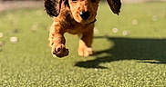 Sebastian is registered to the contest to win money with this photo: puppy, dog, running, outdoor, grass, sunny, ears, cute, pet, animal, playful, young, movement, nature, blurred_background, daylight, brown, fur, closeup, energetic