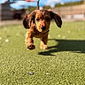 puppy, dog, running, outdoor, grass, sunny, ears, cute, pet, animal, playful, young, movement, nature, blurred_background, daylight, brown, fur, closeup, energetic