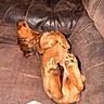 Sebastian is registered to the contest to win money with this photo: puppy, dog, brown, couch, sleeping, relaxed, pet, fur, paw, tail, indoors, cozy, cute, animal, canine, domestic_animal, resting, fluffy, soft, companion