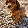 Sebastian is registered to the contest to win money with this photo: puppy, dog, brown, young, cute, pet, outdoor, sunlight, bokeh, pebbles, fur, curious, portrait, small, animal, canine, head_tilt, nature, daylight, adorable