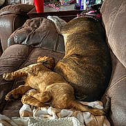 Sebastian is registered to the contest to win money with this photo: dog, puppy, sleeping, couch, leather, blanket, indoor, furniture, brown, pet, relaxing, harness, table, cup, glasses, household, cozy, companion, resting, nap