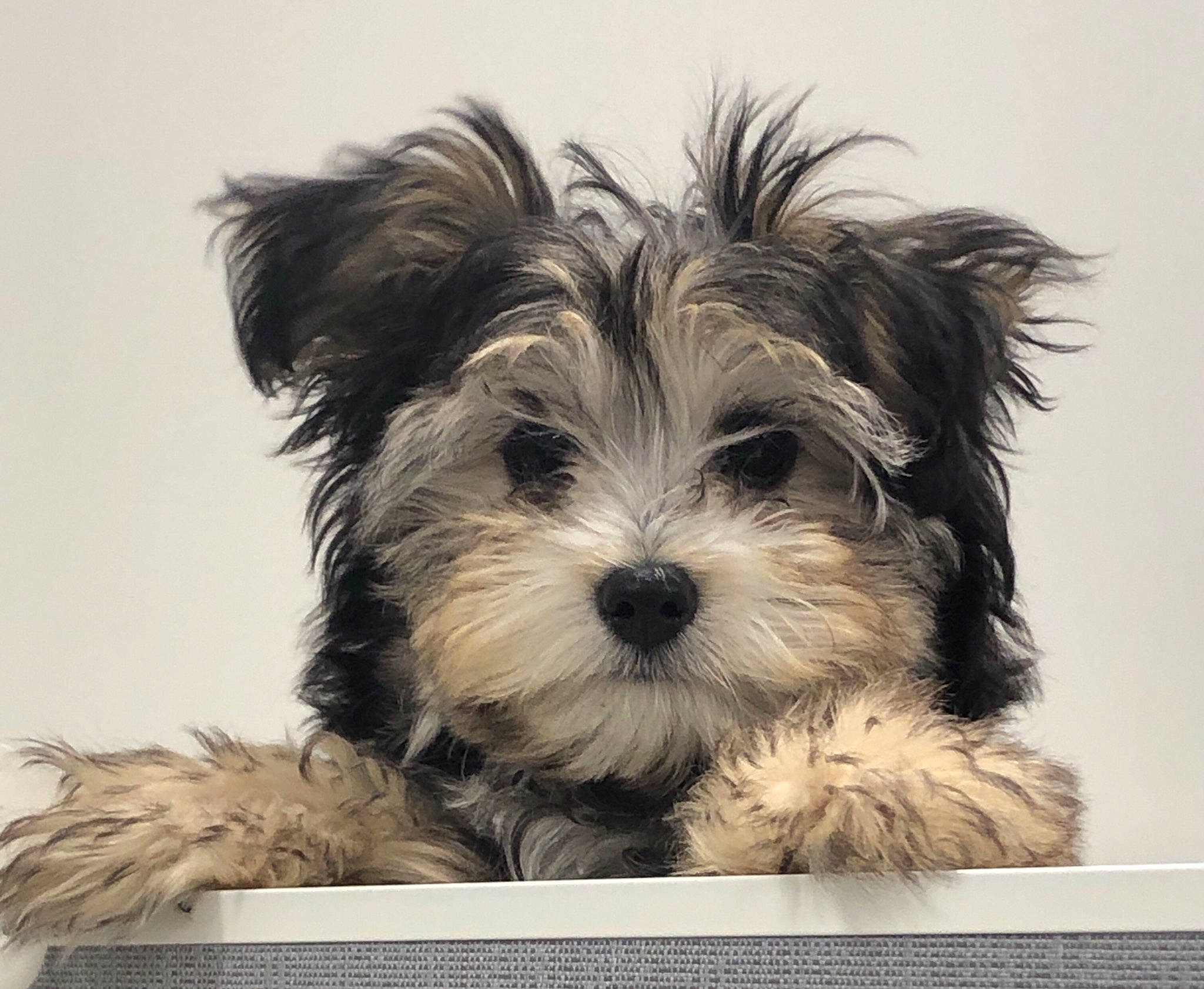 Ruger is registered to the contest to win money with this photo: biewer_terrier, canidae, carnivore, companion_dog, dog, dog_breed, dog_supply, font, fur, maltepoo, puppy, puppy_love, small_terrier, snout, sporting_group, terrier, toy_dog, water_dog, working_animal, yorkipoo