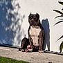 dog, sitting, shadow, white_wall, outdoor, grass, plant, muscular, brown, white_chest, sunlight, pavement, pet, canine, animal, portrait, relaxed, daylight, nature, alone