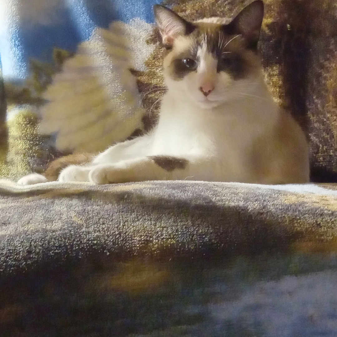 Herm joined the competition — help win amazing prizes! animal, blanket, calm, cat, cozy, domestic, ears, face, feline, fur, indoor, pattern, paws, pet, quiet, relaxed, resting, sofa, texture, whiskers