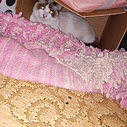 Herm is registered to the contest to win money with this photo: cat, cardboard_box, blanket, pink, floor, indoor, pet, fur, resting, cozy, animal, cute, home, comfort, laying, feline, texture, pattern, soft, domestic