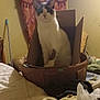 Herm is registered to the contest to win money with this photo: cat, cardboard_box, basket, bed, blanket, curtain, indoor, furniture, pet, animal, cozy, clutter, light, room, wooden, table, chair, curious, relaxed, sleepy