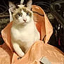 Herm joined the competition — help win amazing prizes! cat, blue_eyes, bag, indoor, curious, pet, feline, orange_bag, white_fur, brown_marks, alert, household, clutter, sitting, animal, domestic, cute, portrait, whiskers, ears