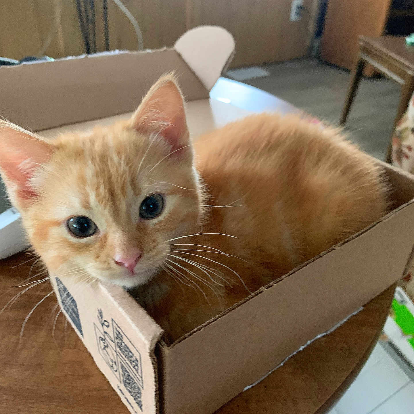 Mango is registered to the contest to win money with this photo: abyssinian, animal, box, cardboard, carton, cat, crate, hardwood, indoors, interiordesign, kitten, manx, pet, plywood, wood