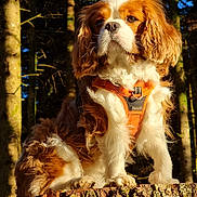 Cookie a rejoint le concours — aidez-le/la à gagner de superbes lots ! animal, brown_and_white_fur, canine, cavalier_king_charles_spaniel, cute, daylight, dog, fluffy, forest, fur, moss, nature, orange_harness, outdoor, pet, portrait, sitting, sunlight, tree_stump, trees
