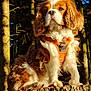 animal, brown_and_white_fur, canine, cavalier_king_charles_spaniel, cute, daylight, dog, fluffy, forest, fur, moss, nature, orange_harness, outdoor, pet, portrait, sitting, sunlight, tree_stump, trees