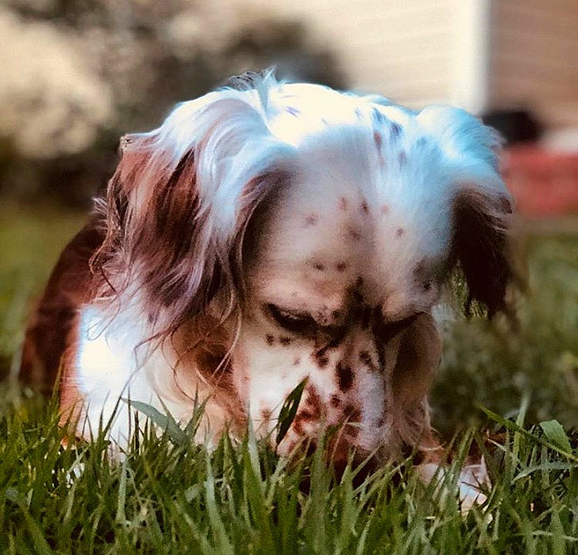Leroy Brown is registered to the contest to win money with this photo: canidae, carnivore, clumber_spaniel, companion_dog, dog, dog_breed, english_setter, french_spaniel, grass, king_charles_spaniel, liver, mammal, puppy, spaniel, sporting_group