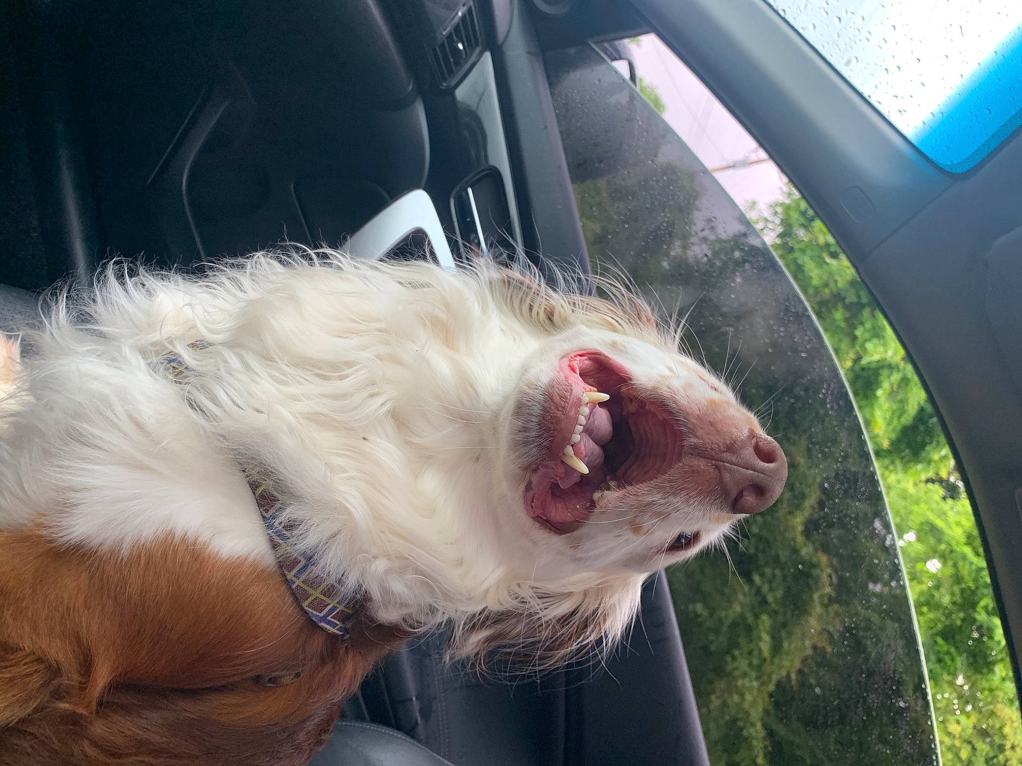 Leroy Brown joined the competition — help win amazing prizes! canidae, carnivore, dog, dog_breed, ear, eye, fawn, fur, mouth, nose, snout, sporting_group, whiskers